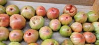 Laguardia, Tomaten mit Babys &ndash; &copy; Ria Heilmann (Eberhardt TRAVEL)