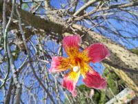 Blüte des Kapokbaumes (Palo Borracho 'besoffener Stock') &ndash; &copy; Andreas Böcker (Eberhardt TRAVEL)