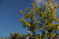 Granatapfel &ndash; &copy; Andreas Böcker (Eberhardt TRAVEL)