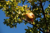 Granatapfel &ndash; &copy; Andreas Böcker (Eberhardt TRAVEL)