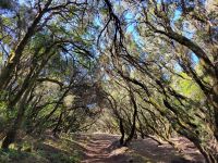 Nebelwald bei Las Hayas/Garajonay Nationalpark/La Gomera/Kanaren &ndash; &copy; Susanne Hofen (Eberhardt TRAVEL)