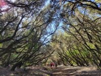 Nebelwald bei Las Hayas/Garajonay Nationalpark/La Gomera/Kanaren &ndash; &copy; Susanne Hofen (Eberhardt TRAVEL)