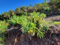 Gänsedisteln/La Gomera/Kanaren &ndash; &copy; Susanne Hofen (Eberhardt TRAVEL)