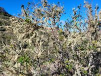 Baumflechten/La Gomera/Kanaren &ndash; &copy; Susanne Hofen (Eberhardt TRAVEL)