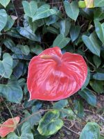 Botanischer Garten 