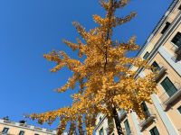 Girona Gingkobaum &ndash; &copy; Heike Jack (Eberhardt TRAVEL)
