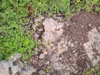 die endemischen Mistkäfer von La Gomera  &ndash; &copy; Andreas Böcker (Eberhardt TRAVEL)