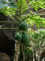 Papaya &ndash; &copy; Andreas Böcker (Eberhardt TRAVEL)