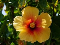 Hibiskusblüte &ndash; &copy; Andreas Böcker (Eberhardt TRAVEL)