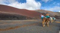 Fotostopp bei den Dromedaren &ndash; &copy; Petra Hady (Eberhardt TRAVEL)