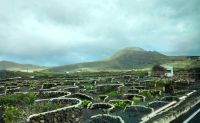 Weinanbau auf Lanzarote &ndash; &copy; Petra Hady (Eberhardt TRAVEL)