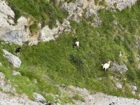 Picos de Europa.JPG &ndash; &copy; Francisco Javier Burgos Gutierrez (Eberhardt TRAVEL)