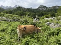 Covadonga .JPG &ndash; &copy; Francisco Javier Burgos Gutierrez (Eberhardt TRAVEL)