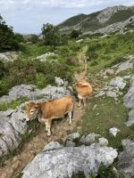 Covadonga.JPG &ndash; &copy; Francisco Javier Burgos Gutierrez (Eberhardt TRAVEL)