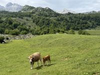 Covadonga.JPG &ndash; &copy; Francisco Javier Burgos Gutierrez (Eberhardt TRAVEL)