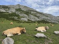 Covadonga.JPG &ndash; &copy; Francisco Javier Burgos Gutierrez (Eberhardt TRAVEL)
