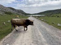 Covadonga .JPG &ndash; &copy; Francisco Javier Burgos Gutierrez (Eberhardt TRAVEL)