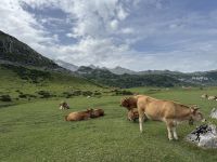 Covadonga .JPG &ndash; &copy; Francisco Javier Burgos Gutierrez (Eberhardt TRAVEL)