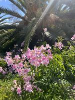 Pflanze, Menorca, Spanien &ndash; &copy; Maria Feibig (Eberhardt TRAVEL)