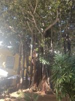Bengalische Feige &ndash; &copy; Bettina Langendörfer (Eberhardt TRAVEL)