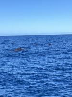 Wale &ndash; &copy; Bettina Langendörfer (Eberhardt TRAVEL)