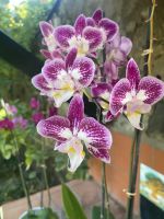 Orchideengarten Puerto de la Cruz &ndash; &copy; Bettina Langendörfer (Eberhardt TRAVEL)