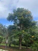 Puerto de la Cruz &ndash; &copy; Bettina Langendörfer (Eberhardt TRAVEL)