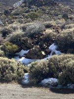 Teide Nationalpark  &ndash; &copy; Bettina Langendörfer (Eberhardt TRAVEL)