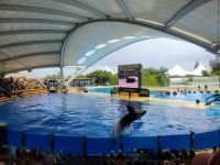 Orcas/Loro Park/Puerto de la Cruz/Teneriffa/Kanaren