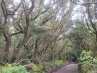 Mercedeswald/Teneriffa/Kanaren &ndash; &copy; Susanne Hofen (Eberhardt TRAVEL)