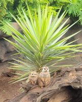 Erdmännchen/Loro Park/Puerto de la Cruz/Teneriffa/Kanaren &ndash; &copy; Susanne Hofen (Eberhardt TRAVEL)