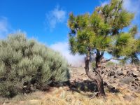 Kanarische Kiefer/Teneriffa/Kanaren
