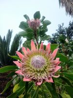 Protea/La Gomera/Kanaren &ndash; &copy; Susanne Hofen (Eberhardt TRAVEL)