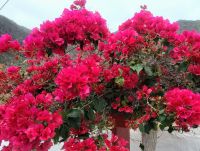 Bougainvillea/La Gomera/Kanaren &ndash; &copy; Susanne Hofen (Eberhardt TRAVEL)
