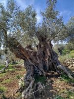 uralter Olivenbaum &ndash; &copy; Kerstin Veit (Eberhardt TRAVEL)