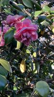 Portugal, Porto, Kamelien im Jardins du Palais de Cristal &ndash; &copy; Sabine C. Seifert (Eberhardt TRAVEL)