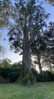 Spanien, Pazo Rubiañes, Kameliengarten &ndash; &copy; Sabine C. Seifert (Eberhardt TRAVEL)