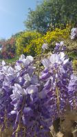 Barcelona - Frühling im Parc Güell - Blauregen und Sträucher in voller Blüte &ndash; &copy; Anke Nicke (Eberhardt TRAVEL)