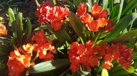 Barcelona - Frühling auf dem Montjuic &ndash; &copy; Anke Nicke (Eberhardt TRAVEL)