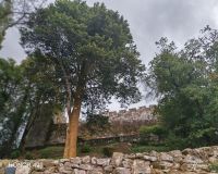 Alte Bäume und die Burganlage - Castel Soutomaior - Galizien, Spanien &ndash; &copy; Marieta Beck (Eberhardt TRAVEL)