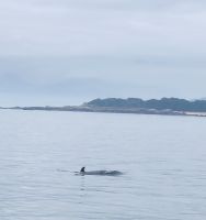 Die Delfine zeigen sich in den Gewässern von Ría de Arousa &ndash; &copy; Marieta Beck (Eberhardt TRAVEL)