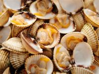 Herzmuscheln -werden in Combarro gesammelt - Galizien, Spanien  &ndash; &copy; Marieta Beck (Eberhardt TRAVEL)