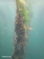  O Grove - Sicht vom Boot auf die Muscheln-Seile - Galizien, Spanien &ndash; &copy; Marieta Beck (Eberhardt TRAVEL)