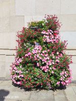 Blumendeko - A Coruña - Asturien, Spanien &ndash; &copy; Marieta Beck (Eberhardt TRAVEL)