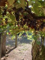 Spanien, Pazo Rubianes, leckere Weintrauben &ndash; &copy; Sabine C. Seifert (Eberhardt TRAVEL)