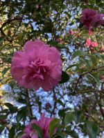 Spanien, Pazo de Rubianes, im September mit Kamelienblüten &ndash; &copy; Sabine C. Seifert (Eberhardt TRAVEL)