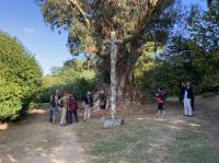 Spanien, Pazo Rubianes, Staunen vor dem Eukalyptusbaum &ndash; &copy; Sabine C. Seifert (Eberhardt TRAVEL)