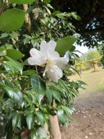 Spanien, Pazo de Rubianes, im September mit Kamelienblüte  &ndash; &copy; Sabine C. Seifert (Eberhardt TRAVEL)