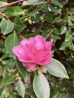 Spanien, Pazo de Rubianes, im September mit Kamelienblüte  &ndash; &copy; Sabine C. Seifert (Eberhardt TRAVEL)