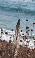 Weiße Meerzwiebel/Menorca/Balearen &ndash; &copy; Susanne Hofen (Eberhardt TRAVEL)